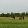 Horses in field